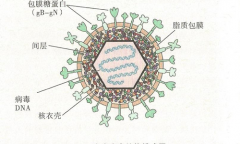 单纯疱疹病毒(HSV)