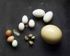鸡蛋、鸭蛋、鹅蛋、鹌鹑