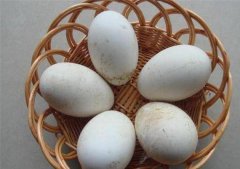 在怀孕时，什么时候吃鹅蛋最好？
